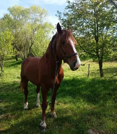 Пропонується кінь породи Торійський ваговоз - фото № 1
