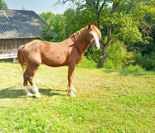 Продається кінь породи Олександрійський ваговоз - фото № 1