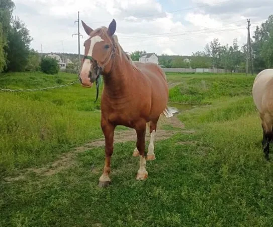 Продаж кобили важкого коня для господарських робіт - фото № 1