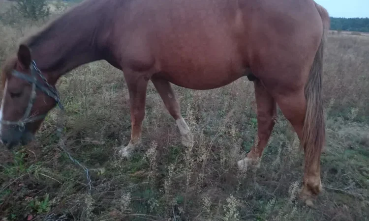 Продаж високого робочого коня ваговозної породи, 5 років - фото № 1