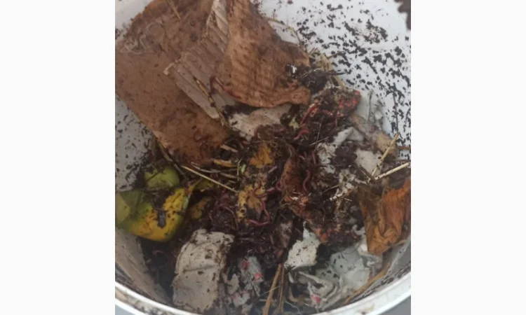 Компостер для каліфорнійських черв'яків для компосту - фото № 8