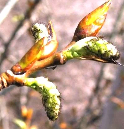 Настойка почек черного тополя 20% – эффективное средство - фото № 1