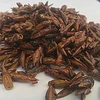 Настойка почек черного тополя 20% – эффективное средство - фото № 2