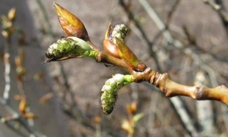 Настойка почек черного тополя 20% – эффективное средство - фото № 3