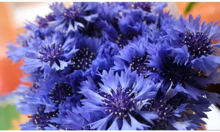 Настоянка василька синього для здоров'я та краси - фото № 1