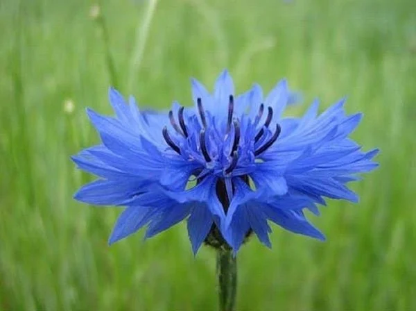 Настоянка василька синього для здоров'я та краси - фото № 4