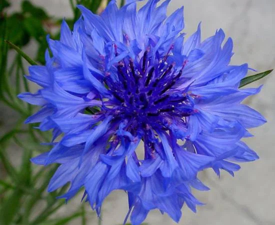 Настоянка василька синього для здоров'я та краси - фото № 5