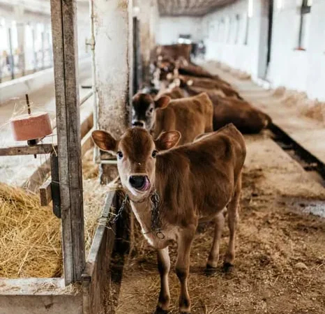 Продаж нетелів, телиць і телят - фото № 1