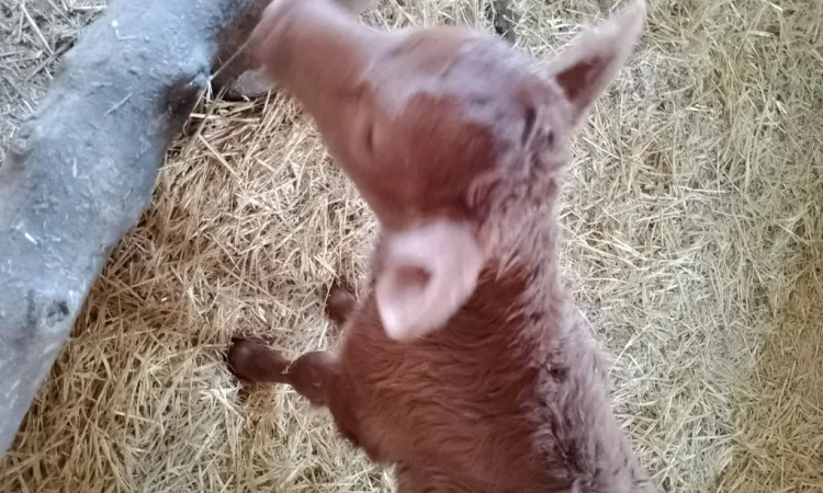 Теля з під молочної корови - фото № 1