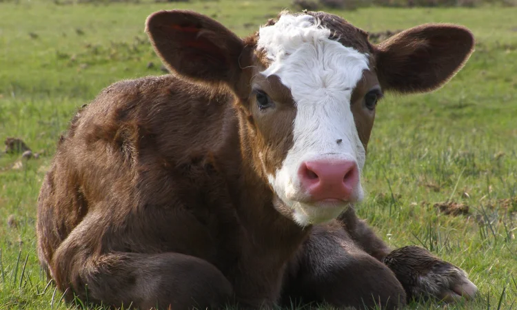 Продаж телят від 5 днів - фото № 1