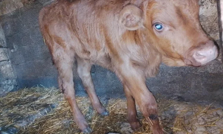Продам теля молочної породи - фото № 1