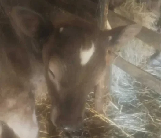 Продаж 2 теличок на перетримку, Сементал і Швіц - фото № 1