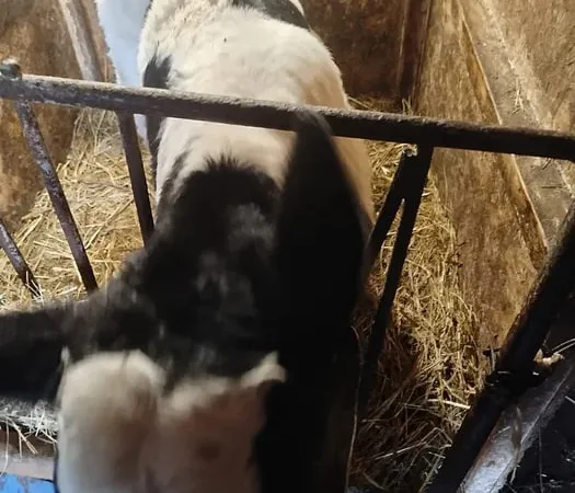 Продаж телят 20–40 днів, 4 бичка і 2 телички - фото № 1