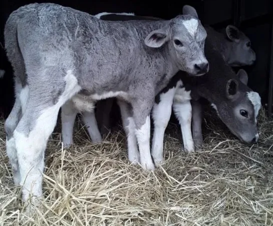 Продаж бичків і телят від 10 голів - фото № 1