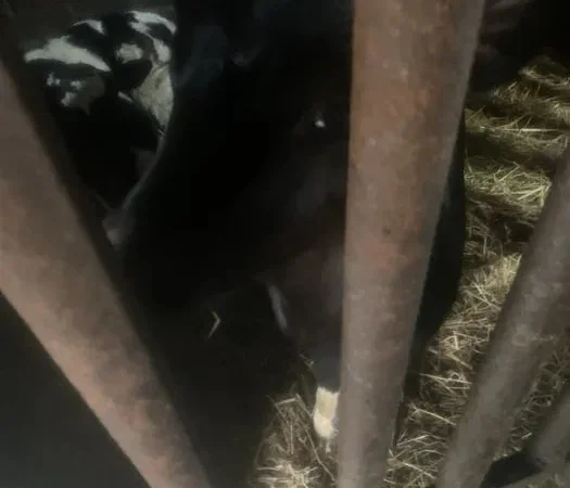 Продаж телят, гарні бички і телички - фото № 1