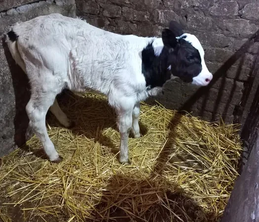 Продамо теля теличку - фото № 1