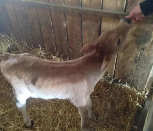 Продаж телят, два бичка і теличка, тижневі - фото № 1