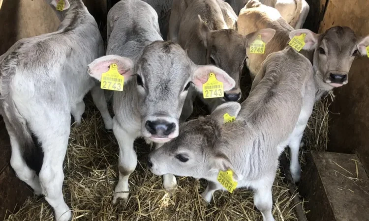 Продажа телят мясных пород - фото № 1