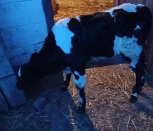 Продаж телички 1 місяць - фото № 1