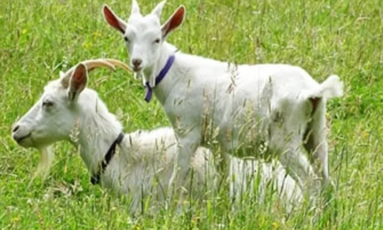 Продаж дійних кіз та козенят поштучно та оптом - фото № 1