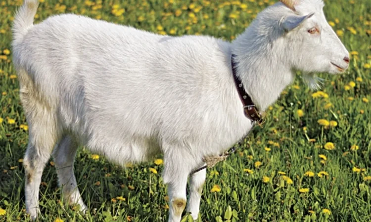 Продаж дійних кіз та козенят різних порід - фото № 1