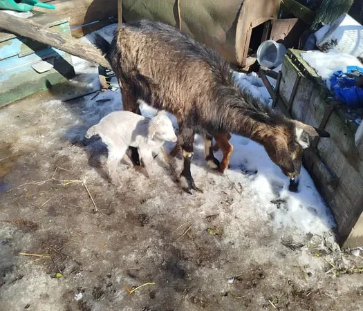 Пропонується дойна коза для розведення - фото № 1