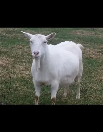 Дойна безрога коза на продажу - фото № 1