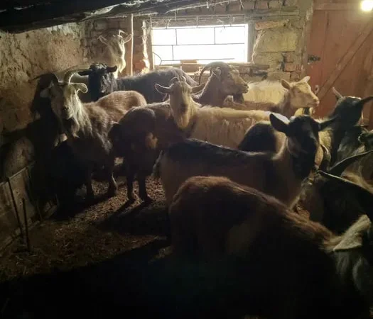 Пропонуються дійні кози для розведення - фото № 1