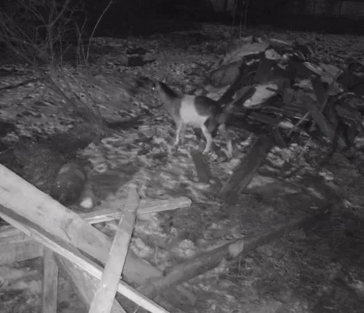 Продаж дійної кози віком 2 роки - фото № 1