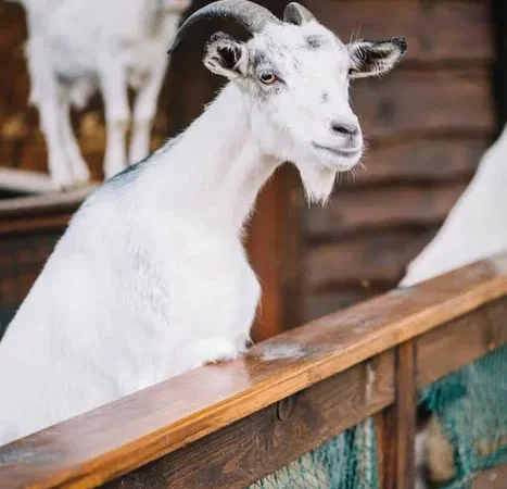 Продаються дійні та кітні кози, племінні цапи - фото № 1