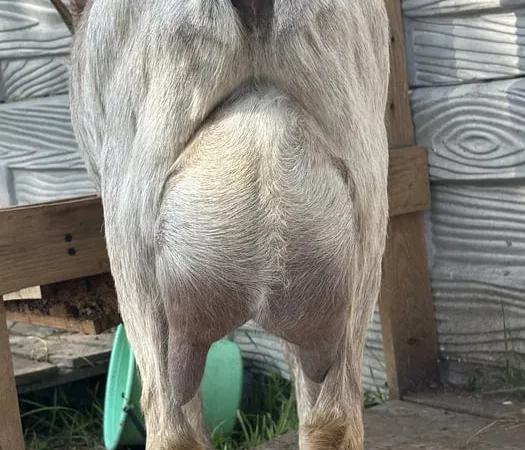 Продаж дійних кіз породи Ламанча після окоту - фото № 1