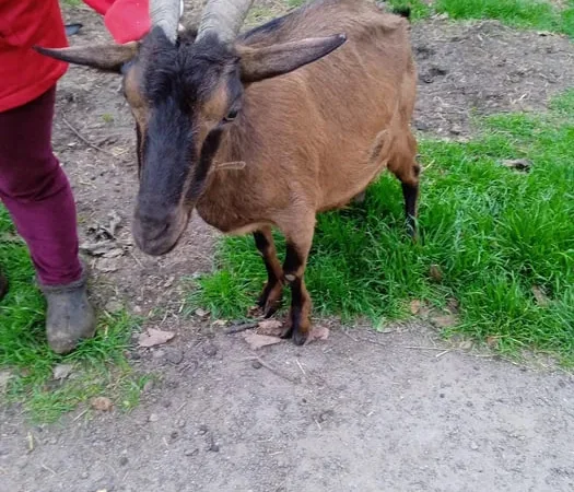 Пропонуються 2 дійні котні кози - фото № 1