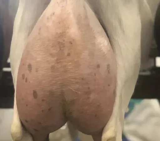 Пропонуються дійні чистокровні зааненські кози - фото № 1