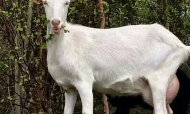 Продаються зааненські кози для молочного утримання - фото № 1