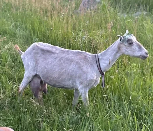 Продаж дійної кози Ламанча після 2 окоту - фото № 1