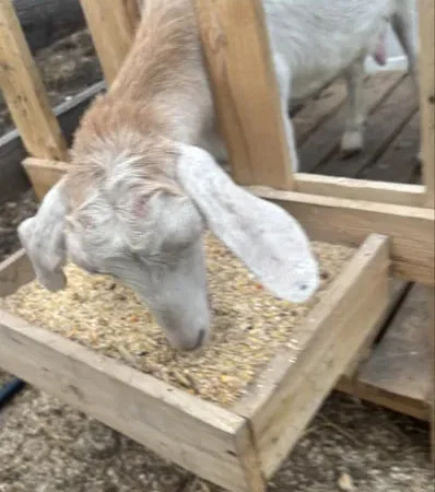 Продаж кози нубійка 50% - фото № 1