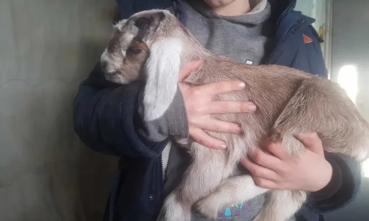 Англо-нубійська козочка 75% для розведення - фото № 1