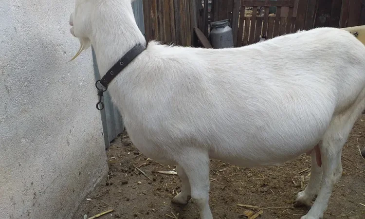 Продаж дійних зааненських кіз різного віку - фото № 1