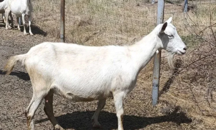 Кози дойні Зааненської та Нубійської породи - фото № 1