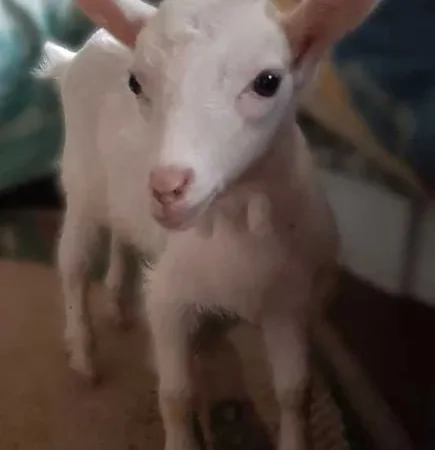 Зааненські кози та козенята на продажу - фото № 1