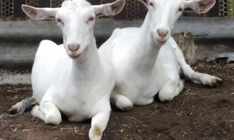 Продаж чистокровних зааненських козочок - фото № 1