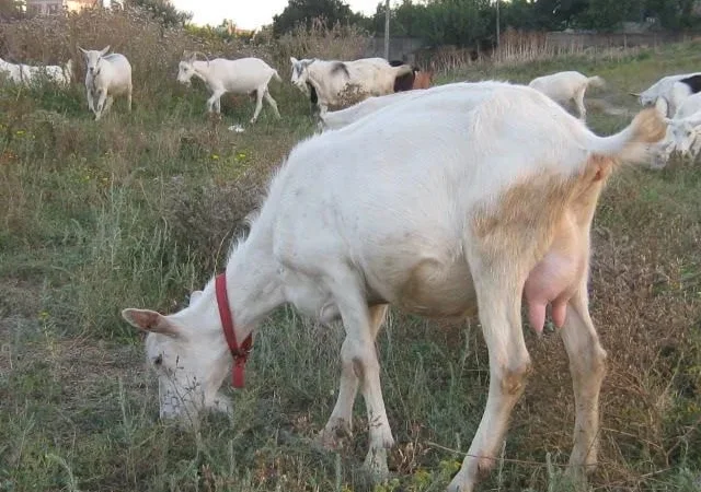Продаж зааненських кіз для молока та м'яса - фото № 1