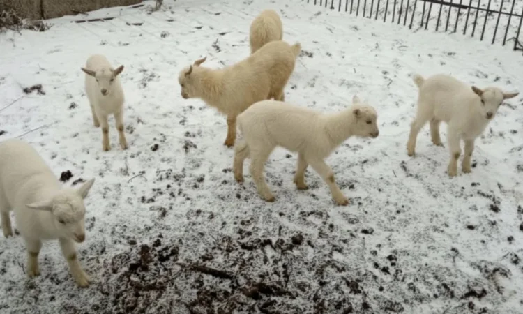 Козлята зааненської породи від високопродуктивних кіз - фото № 1