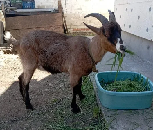 Пропонується Альпійська коза для розведення - фото № 1