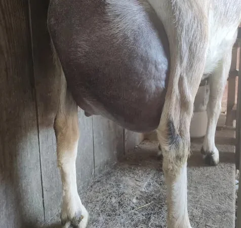 Продається дойна безрога коза Альпійської породи - фото № 1