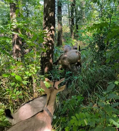 Продається дойна безрога коза Альпійської породи - фото № 2