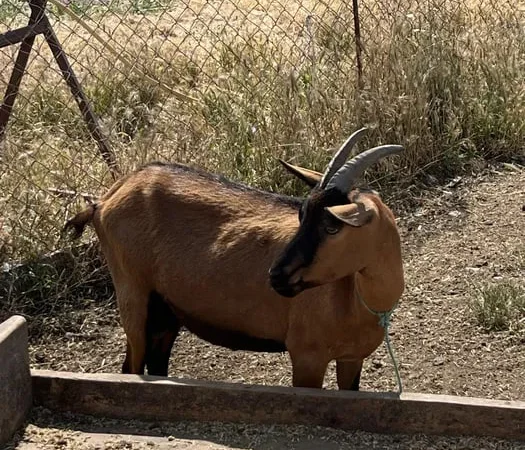 Продаж сім’ї альпійських кіз - фото № 1