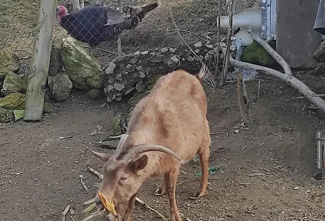 Продаються альпійські кози - фото № 1