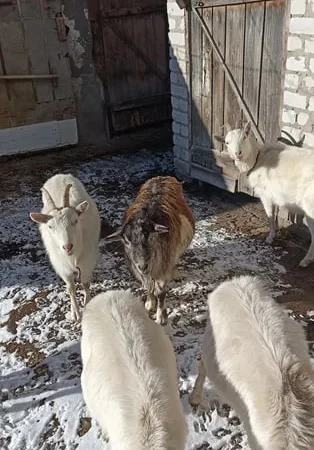 Продаж породистих кіз Альпійської та Зааненської породи - фото № 1