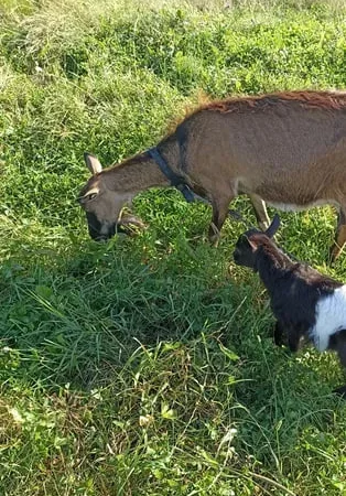 Продаж дойних кіз, козенят та козлів - фото № 1